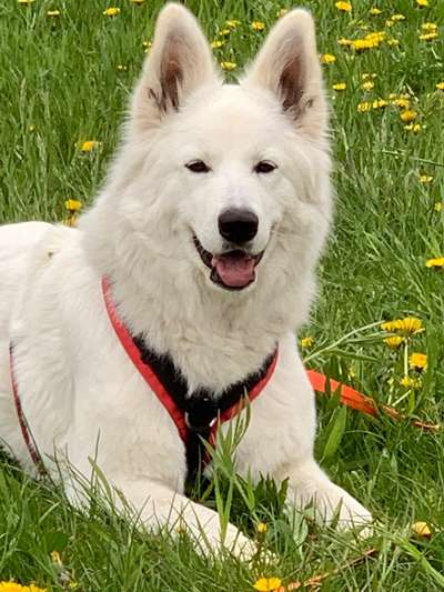 Vom Welpen zum Hund-Beitrag-Bild