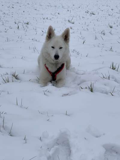 Profifoto Challenge No1 Winter, Schnee-Beitrag-Bild