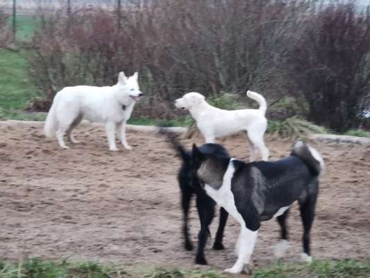 Wie schaut der soziale Kontakt bei Euren Hunden aus ?-Beitrag-Bild