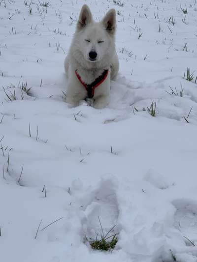 14. Farbenfoto-Challenge "Weiss"-Beitrag-Bild