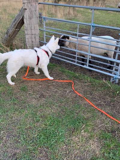 63. Handyfotochallenge   * Nase dran ! *-Beitrag-Bild