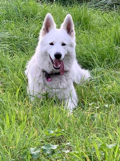 Weisse Schäferhunde-Beitrag-Bild