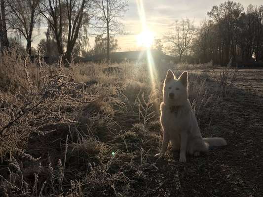 Wald Bild-Beitrag-Bild