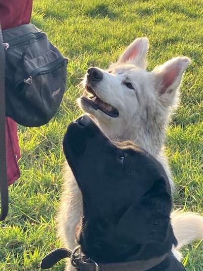 Dogorama Photo Challenge - Gegensätze-Beitrag-Bild