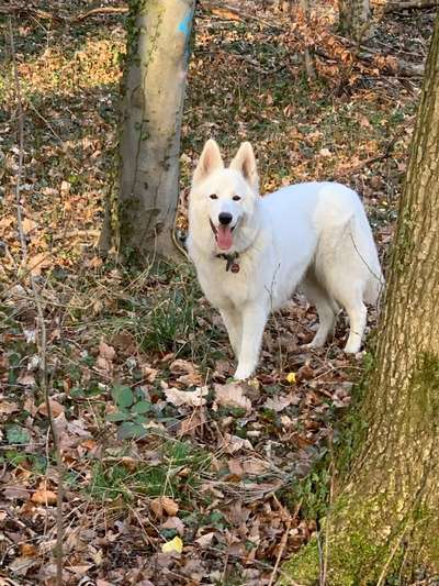 Die Lieblingsrunde eures Vierbeiners-Beitrag-Bild