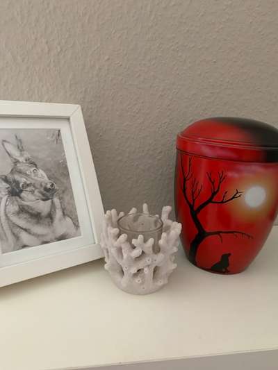 Urne von verstorbenen Haustieren !-Beitrag-Bild