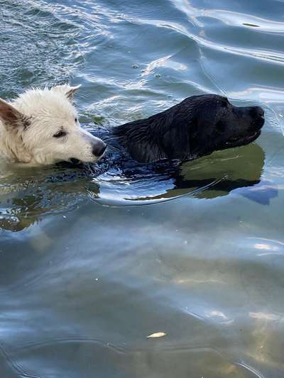 Hund an Wasser gewöhnen-Beitrag-Bild