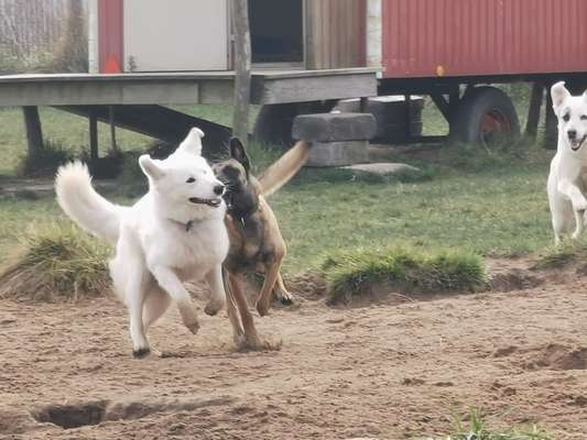 39. Collagen Challenge - Dein Hund auf einer Wiese-Beitrag-Bild