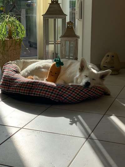 Euer Hund und sein Lieblingskuscheltier-Beitrag-Bild