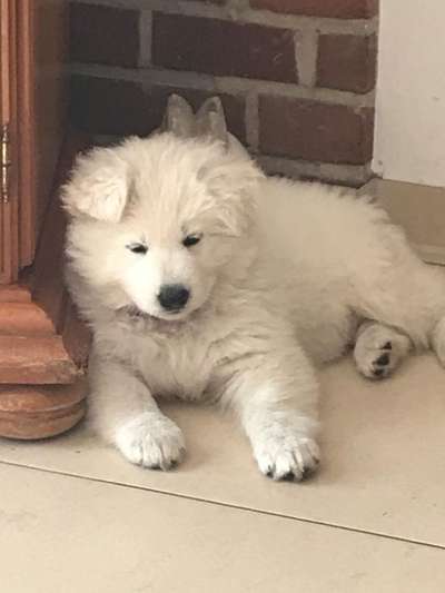 Vom Welpen zum Hund-Beitrag-Bild