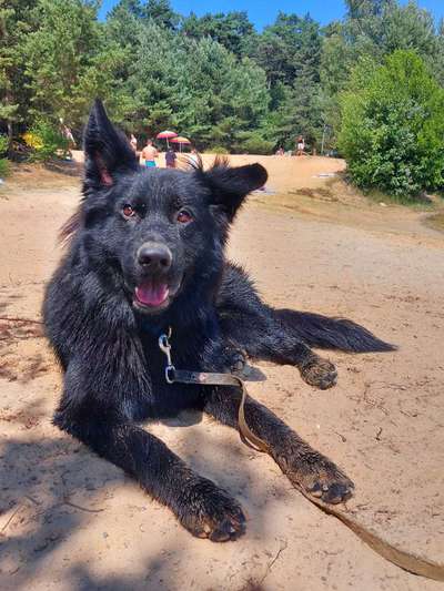 Deutsche Schäferhunde, Belgische Schäferhunde.-Beitrag-Bild