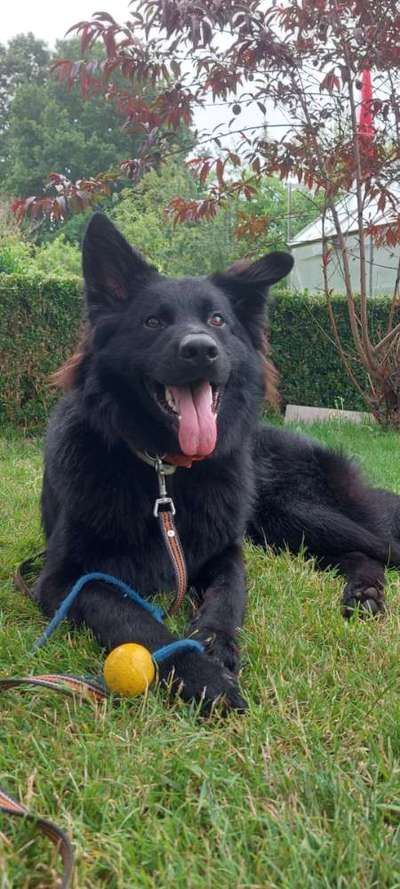 Deutsche Schäferhunde, Belgische Schäferhunde.-Beitrag-Bild