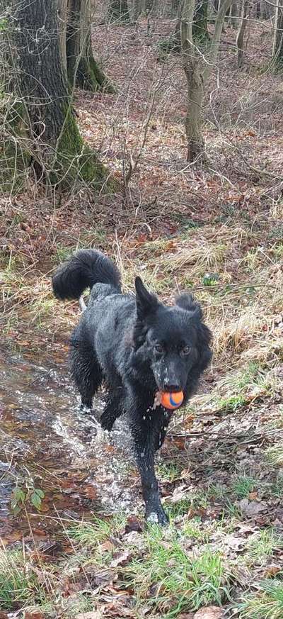 Schäferhundetreff PLZ-Beitrag-Bild