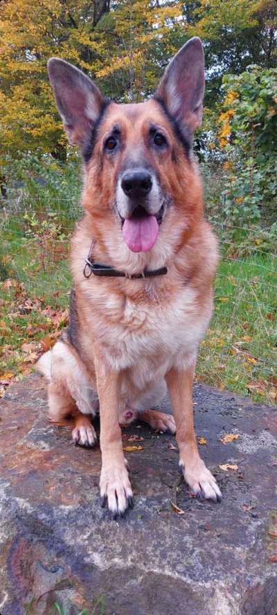 Alles rund um den Schäferhund, diskutieren erwünscht.-Beitrag-Bild