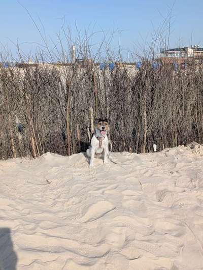 Hundetreffen-Spieltreffen-Bild