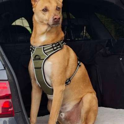 Hundetreffen-Sozial Walk-Bild