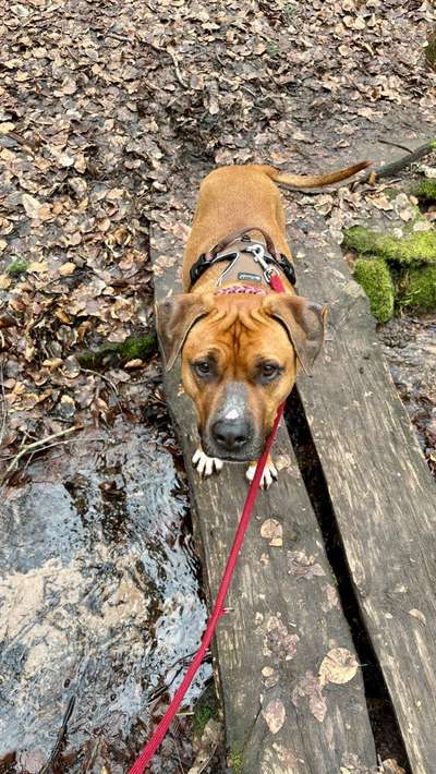 Hundetreffen-Spielrunde mit Maulkorb-Bild