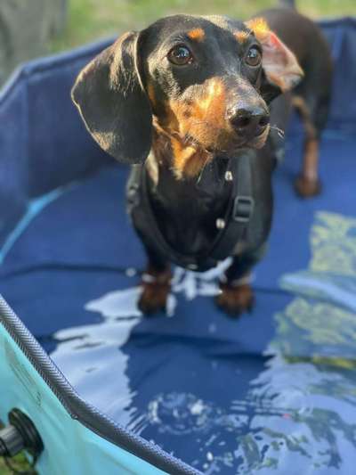 Hundetreffen-Andere Dackel in der Nähe? :)-Bild