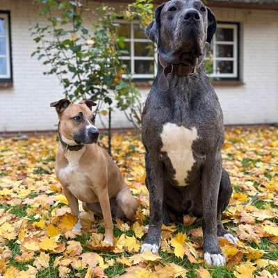 Hundetreffen-Weihnachtskeks ablaufen-Bild