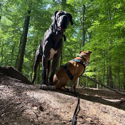 Hundetreffen-Hundespaziergang in Heist-Bild