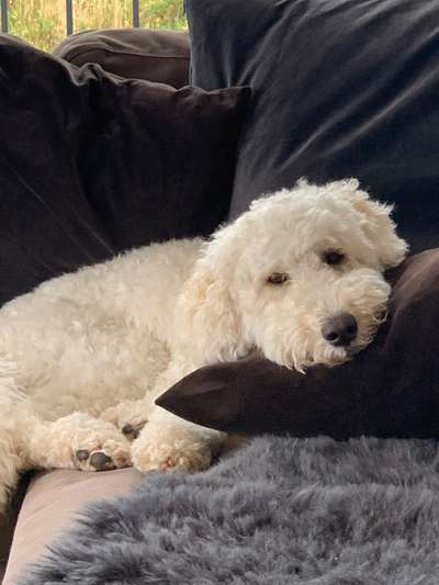 Goldendoodle-Beitrag-Bild