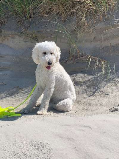 Goldendoodle-Beitrag-Bild