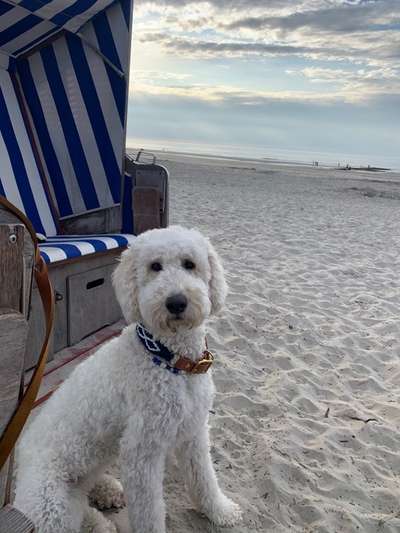 Goldendoodle-Beitrag-Bild