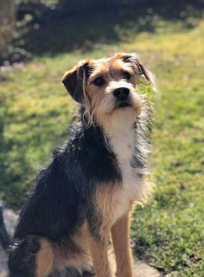 Die Dogorama Monats Challenge "Es grünt und blüht"-Beitrag-Bild