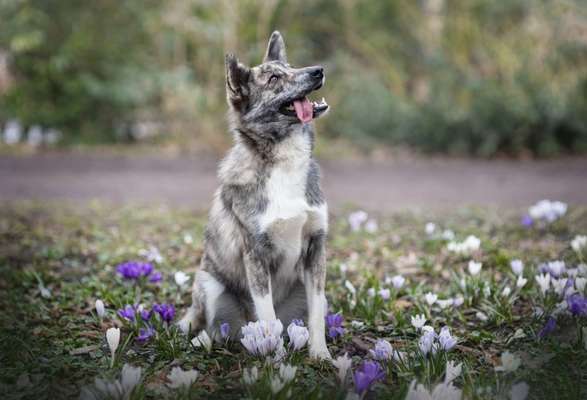 TierschutzhundeStammtisch🐕-Beitrag-Bild