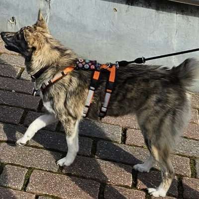 TierschutzhundeStammtisch🐕-Beitrag-Bild