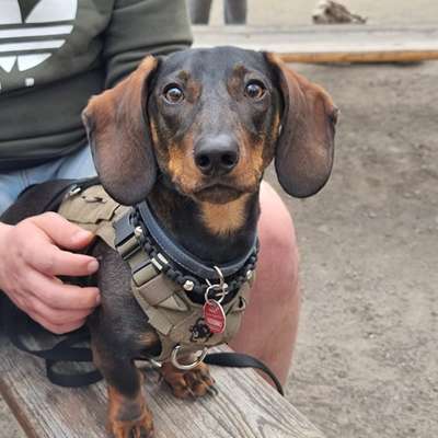 Hundetreffen-Social walk und spielen in Cottbus