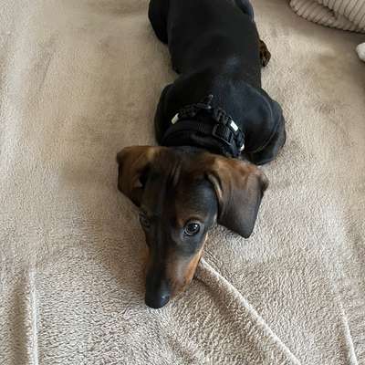 Hundetreffen-Welpentreffen in Cottbus-Profilbild