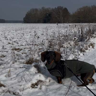 Hundetreffen-Welpentreffen in Cottbus