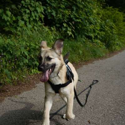 Hundetreffen-Gassi gehen-Profilbild