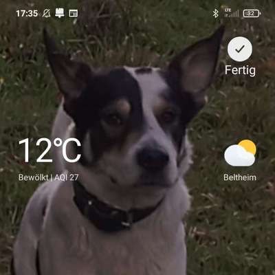 Hundetreffen-Spielrunde-Profilbild