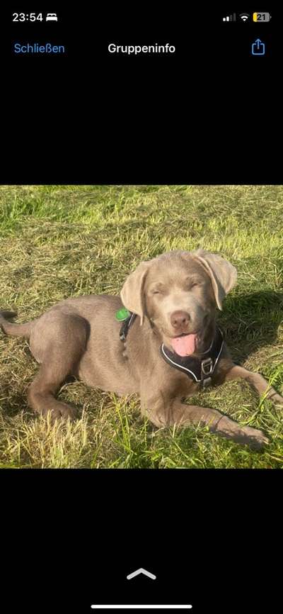 Hundetreffen-Hund zu einsam?-Bild