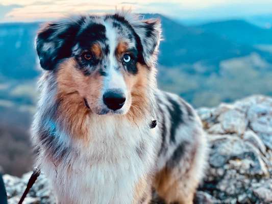 Fotochallange Nr. 57     PORTRÄT.   Beendet!!!!!!!!-Beitrag-Bild