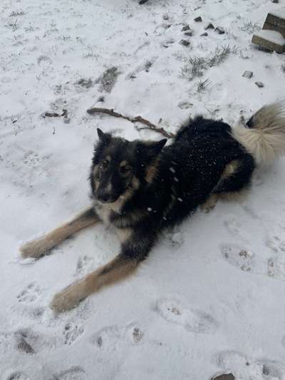 Schäferhund-Beitrag-Bild