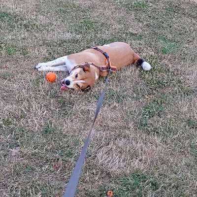 Hundetreffen-Gassirunden u/o zum Spielen-Bild