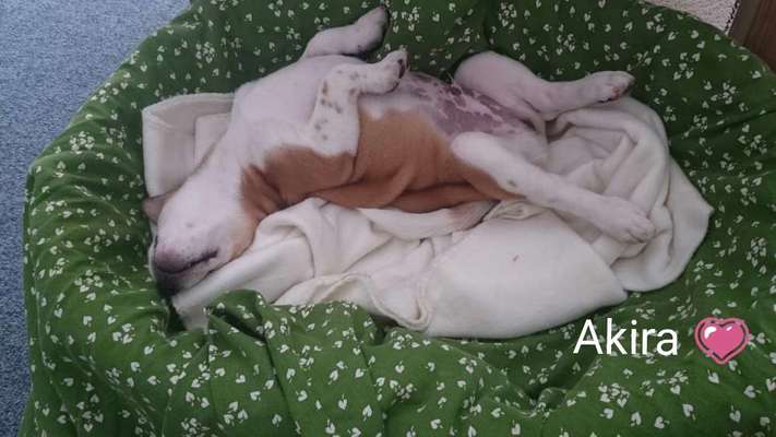 Das erste Bild eures Hundes-Beitrag-Bild