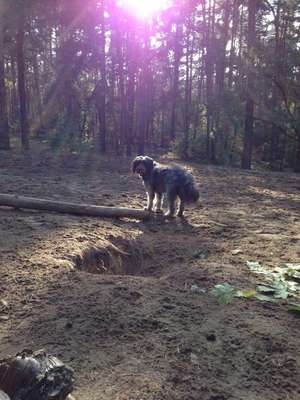 Hundeauslaufgebiet-Königsheide-Bild