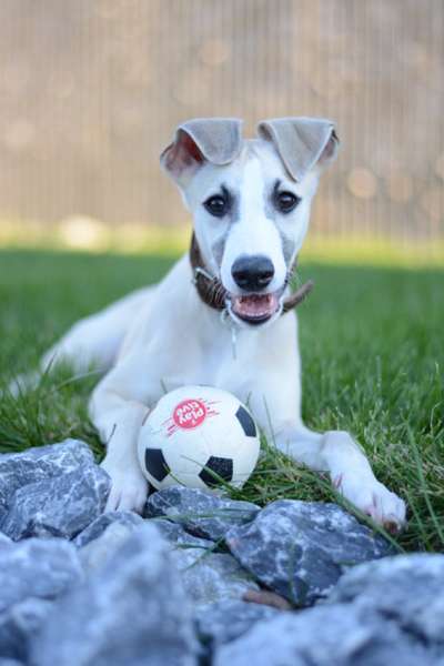 Hundetreffen-Hundebegegnung und spielen-Bild