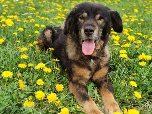 Niereninsuffizienz-Beitrag-Bild