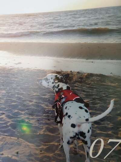 Dogorama Photo Challenge - Tierischer Urlaub-Beitrag-Bild