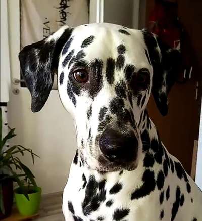 Fotochallange Nr. 57     PORTRÄT.   Beendet!!!!!!!!-Beitrag-Bild