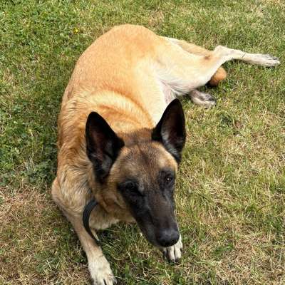 Hundetreffen-Spaziergänge-Bild