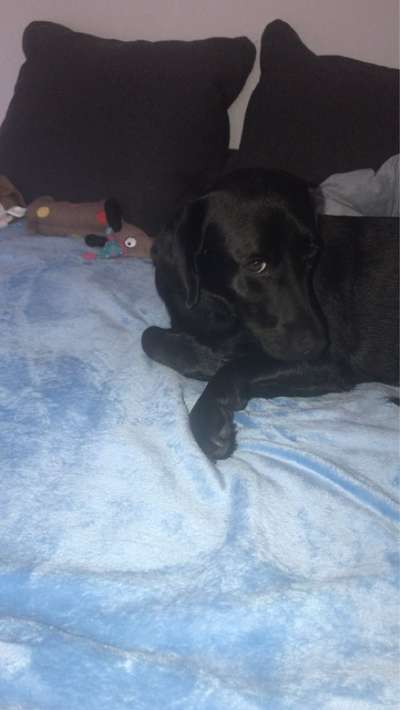 Hundetreffen-Gefährten zum Spielen, Gassigehen oder für kleine Ausflüge gesucht-Bild