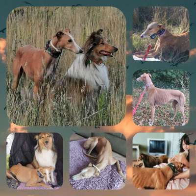 Windhunde - Treffen der besonderen Schönheiten
HERZLICH WILLKOMMEN-Beitrag-Bild