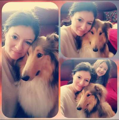 Collies gesucht-Beitrag-Bild