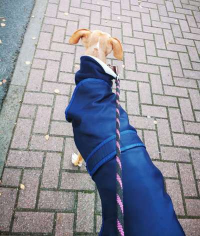 Windhunde - Treffen der besonderen Schönheiten
HERZLICH WILLKOMMEN-Beitrag-Bild